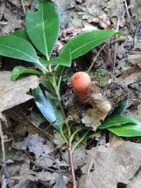 Calostoma cinnabarinum image