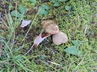 Pseudoboletus parasiticus image