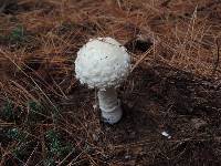 Amanita chrysoblema image