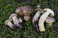 Cortinarius superbus image