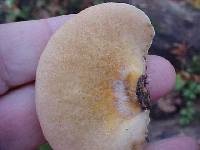 Crepidotus crocophyllus image