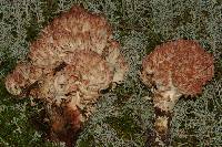 Ramaria subbotrytis image