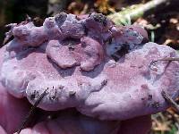 Fomitopsis cajanderi image