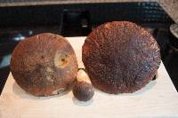 Boletus fibrillosus image