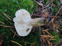 Tricholoma imbricatum image