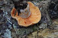 Lactarius deliciosus var. olivaceosordidus image