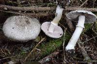 Agaricus moelleri image