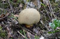 Boletus rubripes image