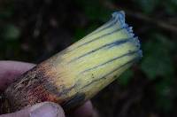 Boletus rubripes image