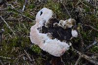 Hydnellum peckii image