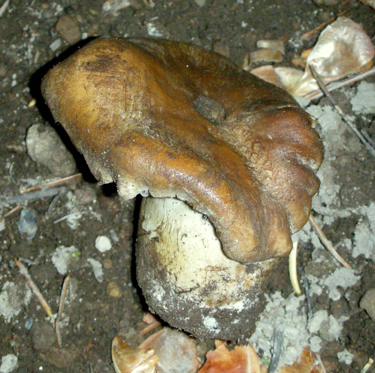 Cortinarius alticaudus image