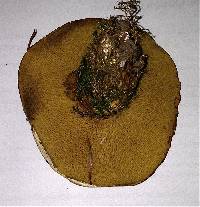Suillus caerulescens image