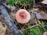 Lactarius oculatus image