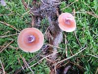 Lactarius oculatus image