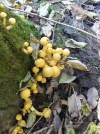 Gymnopilus ventricosus image