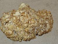 Sparassis crispa image