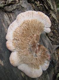 Lentinellus ursinus image