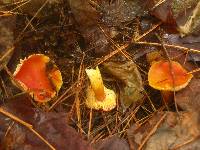 Hygrocybe punicea image