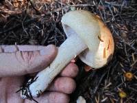 Hygrophorus bakerensis image