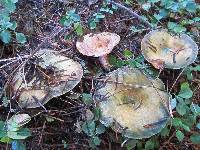 Lactarius rubrilacteus image