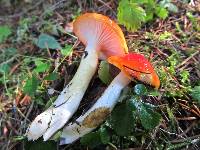 Hygrophorus speciosus image