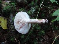 Hygrophorus erubescens image