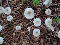 Mycena odorifera image