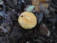 Lactarius croceus image