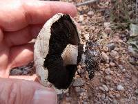 Agaricus bitorquis image