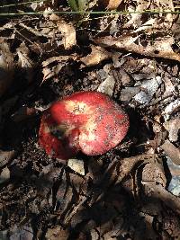 Russula pseudointegra image