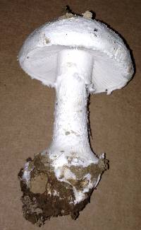 Amanita silvicola image