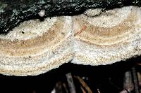 Bjerkandera adusta image