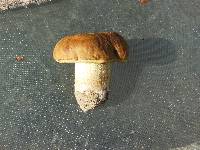 Boletus fibrillosus image