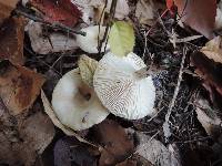 Lactarius cinereus var. fagetorum image