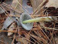 Mycena griseoviridis image