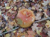 Boletus chippewaensis image