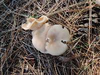 Clitocybe diatreta image