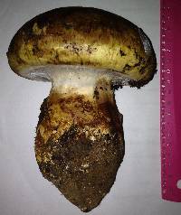 Cortinarius ponderosus image