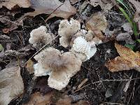 Tricholoma olivaceobrunneum image