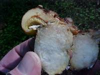 Suillus caerulescens image