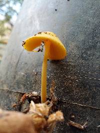 Conocybe aurea image