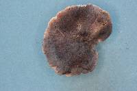 Tricholoma atroviolaceum image