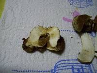 Cortinarius pinguis image