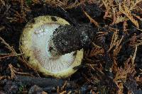 Lactarius turpis image