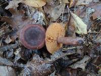 Lactarius mutabilis image