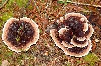 Hydnellum peckii image