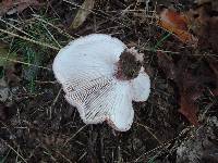 Hygrophorus russula image