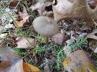 Entoloma hirtipes image