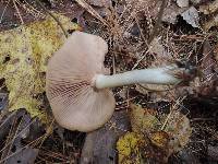 Entoloma rhodopolium image