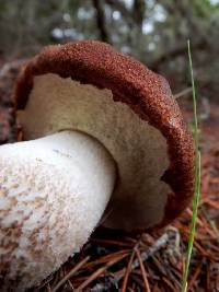 Leccinum manzanitae image